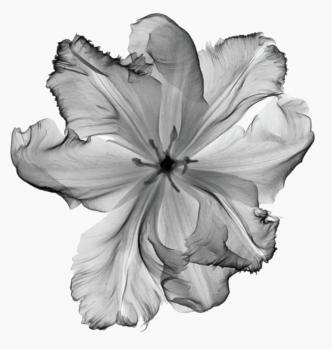 Framed Print : X-Ray of a Tulip Flower Framed Print : X-Ray of a Tulip Flower