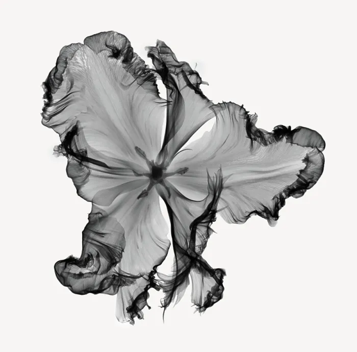 Framed Print : X-Ray of a Tulip Flower Framed Print : X-Ray of a Tulip Flower