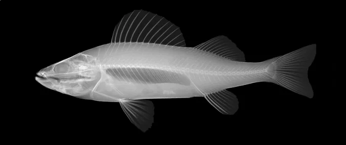 Framed Print : An X-ray of Yellow Perch Framed Print : An X-ray of Yellow Perch