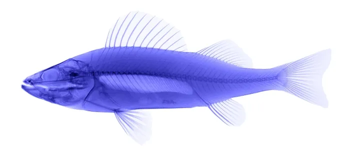 Framed Print : An X-ray of Yellow Perch