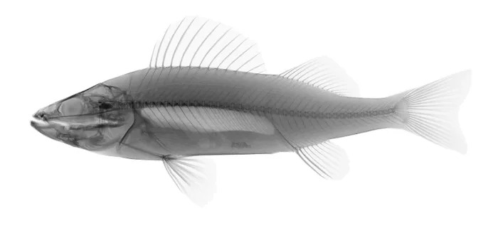 Framed Print : An X-ray of Yellow Perch Framed Print : An X-ray of Yellow Perch
