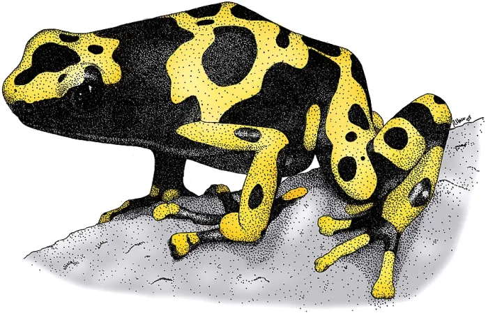 Framed Print : Yellow Banded Poison Dart Frog Framed Print : Yellow Banded Poison Dart Frog