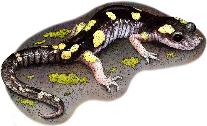 Framed Print : Yellow-blotched Ensatina Framed Print : Yellow-blotched Ensatina