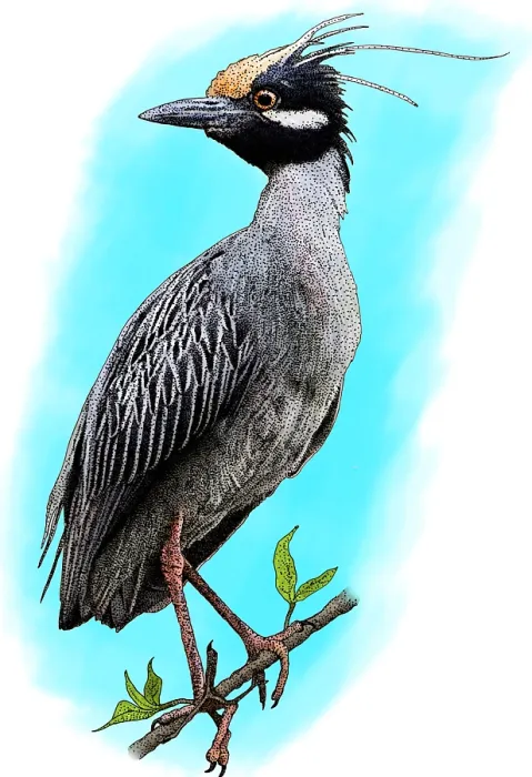 Framed Print : Yellow crowned heron Framed Print : Yellow crowned heron