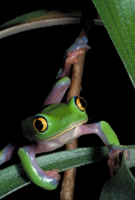 Framed Print : Yellow eye leaf frog Framed Print : Yellow eye leaf frog