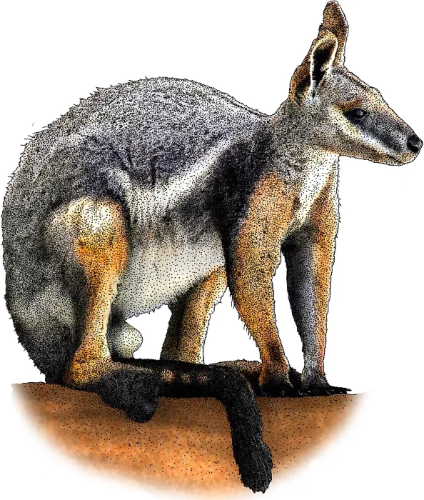 Framed Print : Yellow Footed Rock Wallaby