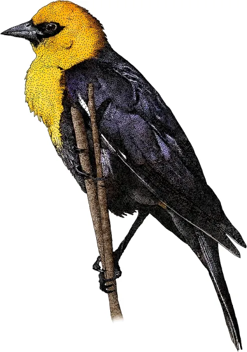 Framed Print : Yellow-headed Blackbird, Illustration Framed Print : Yellow-headed Blackbird, Illustration