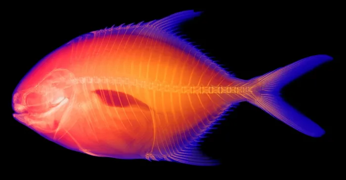 Framed Print : Yellow Jack, Caranx bartholomaei, X-ray