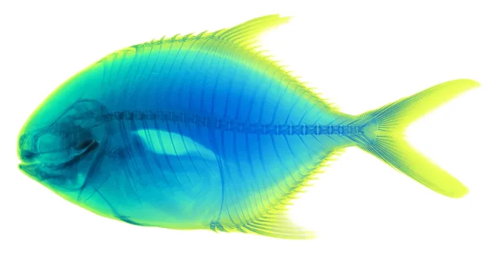 Framed Print : Yellow Jack, Caranx bartholomaei, X-ray Framed Print : Yellow Jack, Caranx bartholomaei, X-ray