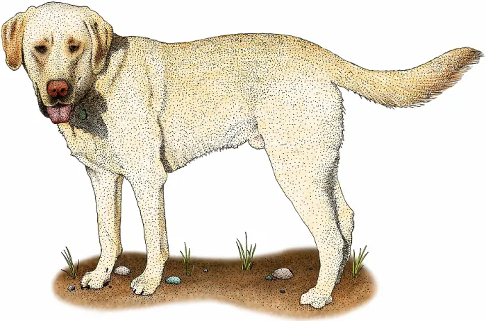 Framed Print : Yellow labrador retriever