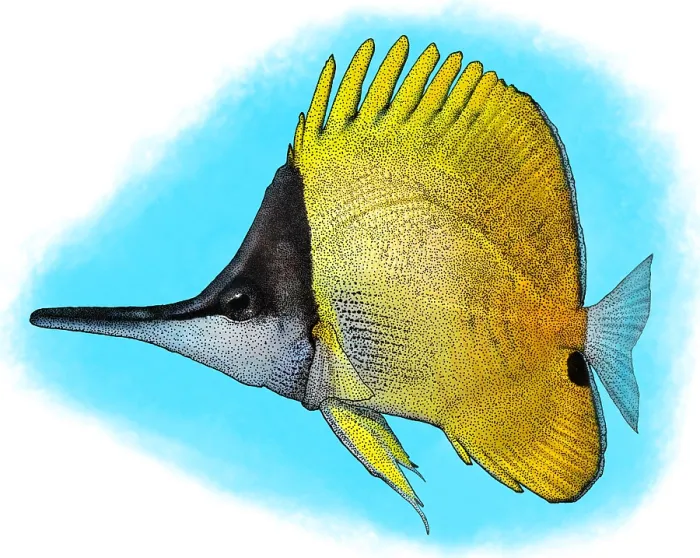 Framed Print : Yellow Longnose Butterflyfish Framed Print : Yellow Longnose Butterflyfish