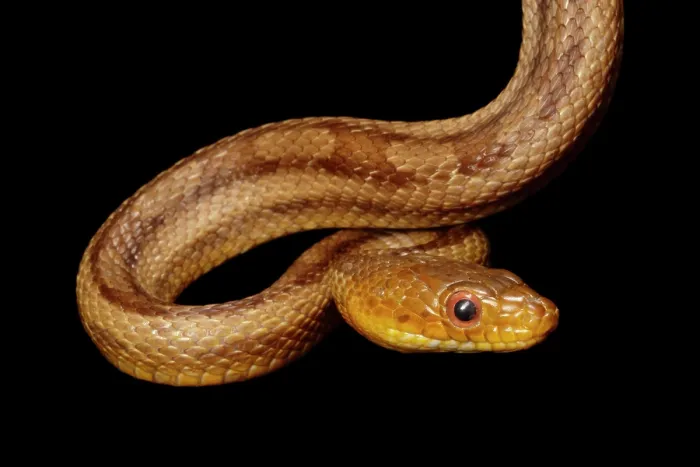 Framed Print : Yellow Rat snake portrait Framed Print : Yellow Rat snake portrait