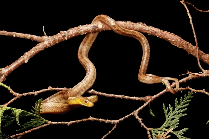 Framed Print : Yellow Rat Snake in tree branch Framed Print : Yellow Rat Snake in tree branch