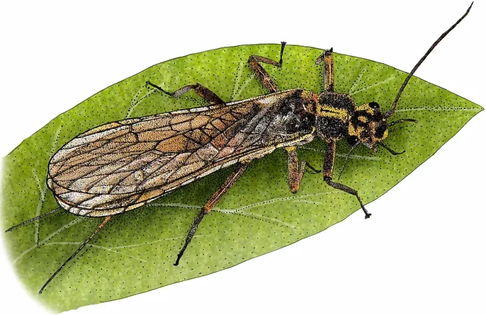 Framed Print : Yellow Sally Stonefly Framed Print : Yellow Sally Stonefly