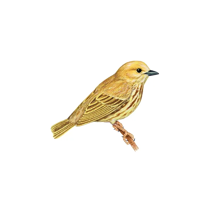Framed Print : Yellow Warbler Framed Print : Yellow Warbler
