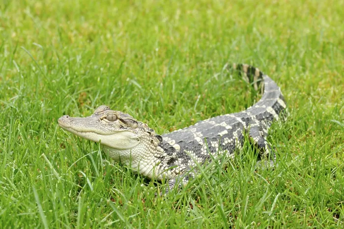 Framed Print : Young American Alligator in Grass Framed Print : Young American Alligator in Grass