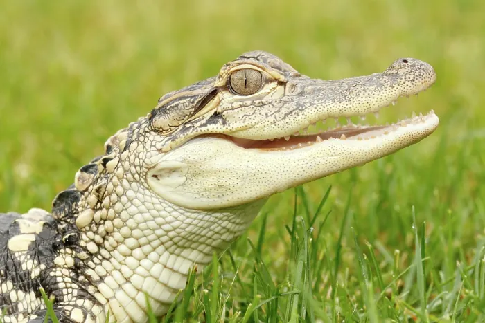 Framed Print : Young American Alligator Portrait Framed Print : Young American Alligator Portrait