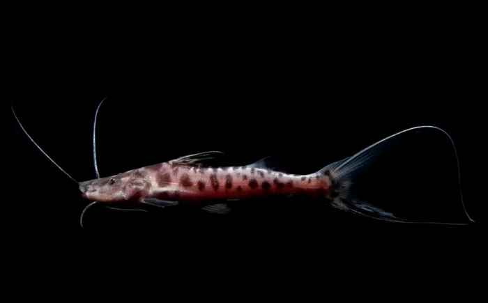 Framed Print : Zebra Catfish Framed Print : Zebra Catfish