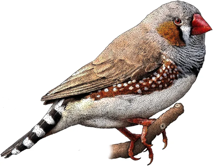 Framed Print : Zebra finch Framed Print : Zebra finch