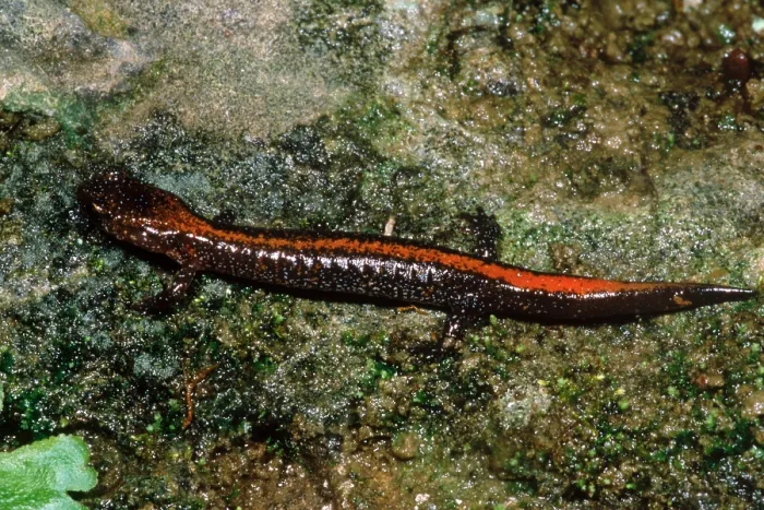 Framed Print : Zig-Zag Salamander