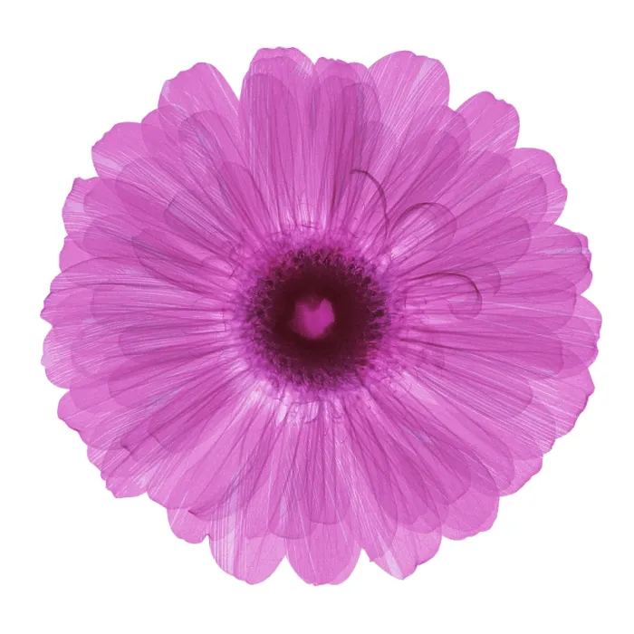 Framed Print : Zinnia Flower, X-ray Framed Print : Zinnia Flower, X-ray