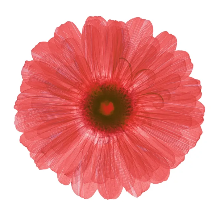 Framed Print : Zinnia Flower, X-ray