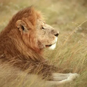 African Lion