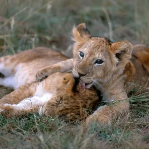 African Lion cubs (Panthera leo)