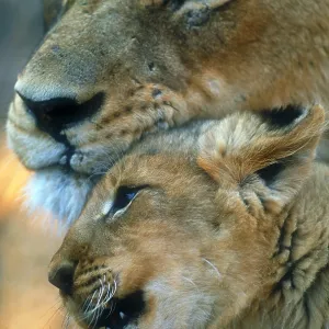African lion mother and cub