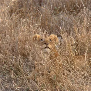 African Lion (Panthera leo)