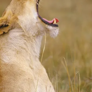 African Lion, South Africa