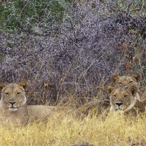 African Lions