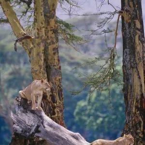 African lions, Tanzania