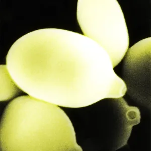 Agaricus Mushroom Spores