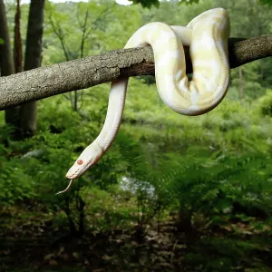 Albino Ball Python climbing tree