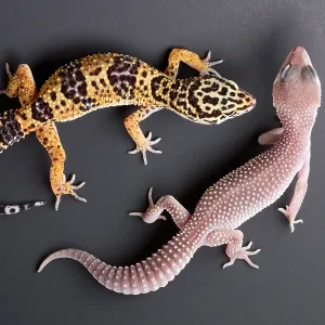 An albino and a normal Leopard Gecko E. Macularius Collection