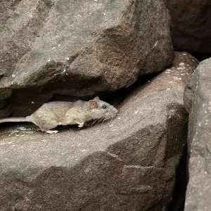 Allegheny Woodrat in habitat