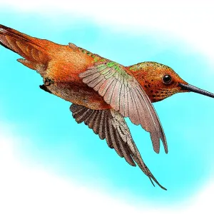 Allen's Hummingbird