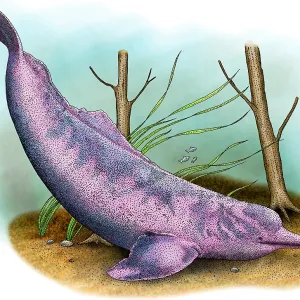 Amazon River Dolphin