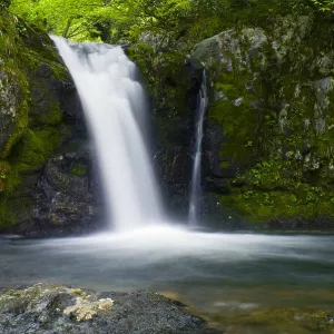 Print of a Japanese Giant Salamander in its mountain forest stream habitat Print of a Japanese Giant Salamander in its mountain forest stream habitat