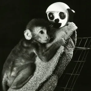 Animal Testing, Maternal Deprivation