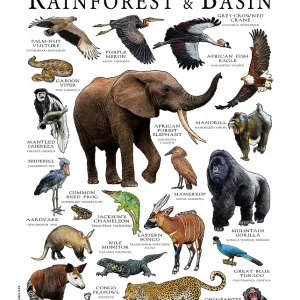 Animals of the Congo Rainforest and Basin