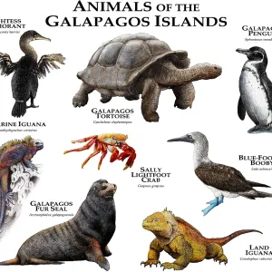 Animals of The Galapagos, Illustration of Tortoise, Iguana, Penguins, Blue-Footed Booby and Others