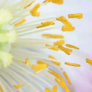 Anthers of Poppy flower Anthers of Poppy flower