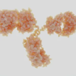 Antibody Molecule