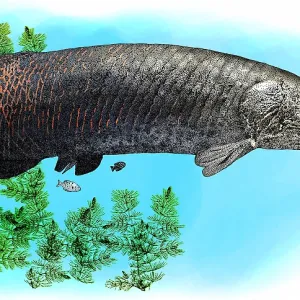 Arapaima Print: Large Freshwater Fish of the Amazon River Arapaima Print: Large Freshwater Fish of the Amazon River