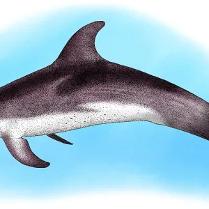 Atlantic Spotted Dolphin