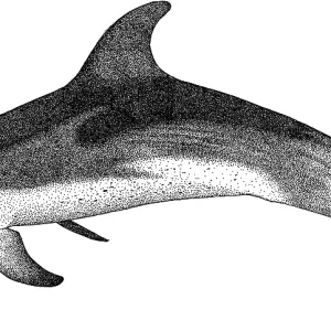 Atlantic Spotted Dolphin