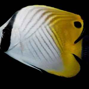 Auriga Butterfly Fish Print Auriga Butterfly Fish Print