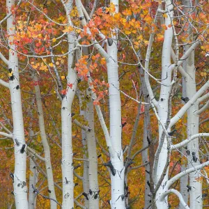 Autumn Quaking Aspens